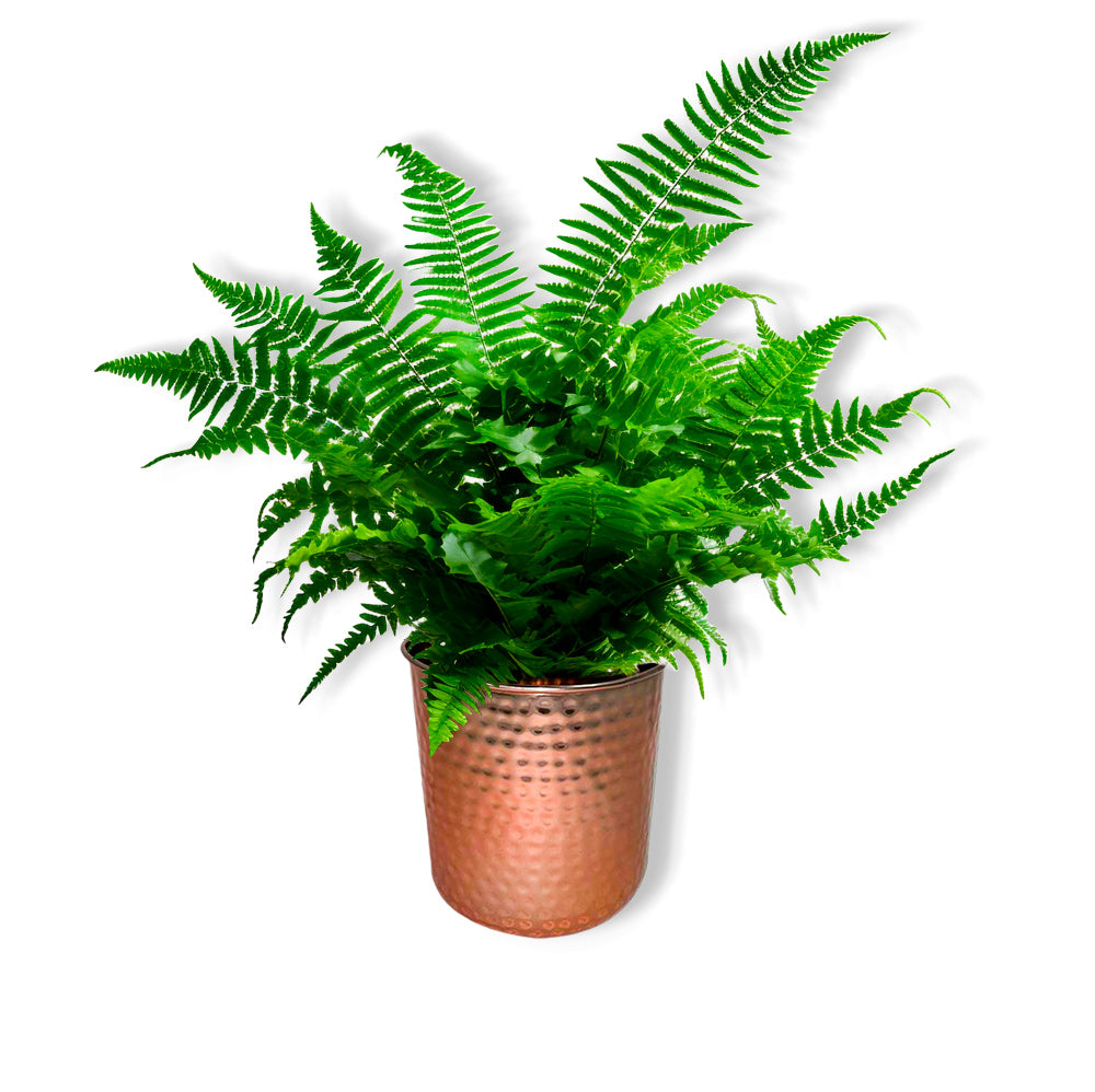 Porta Matera de Mesa Ashwin