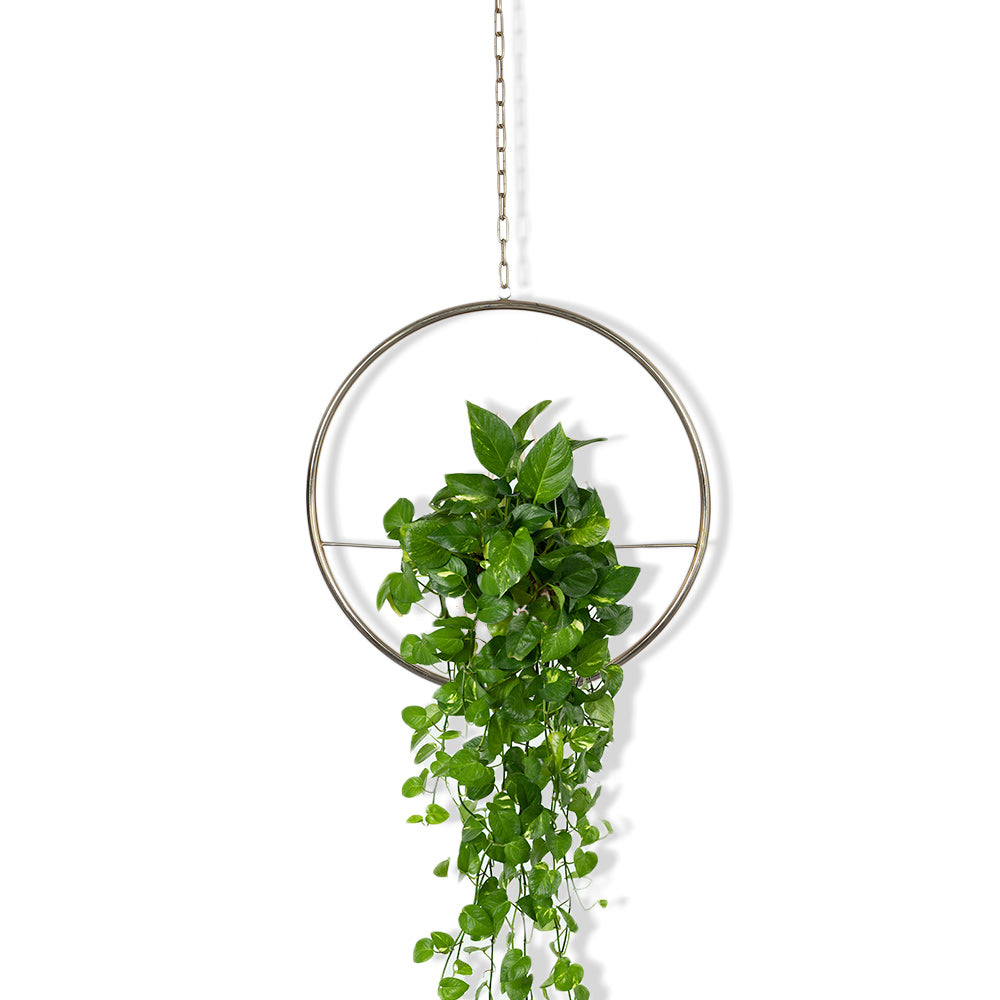 Porta Matera Colgante Iris Dorada