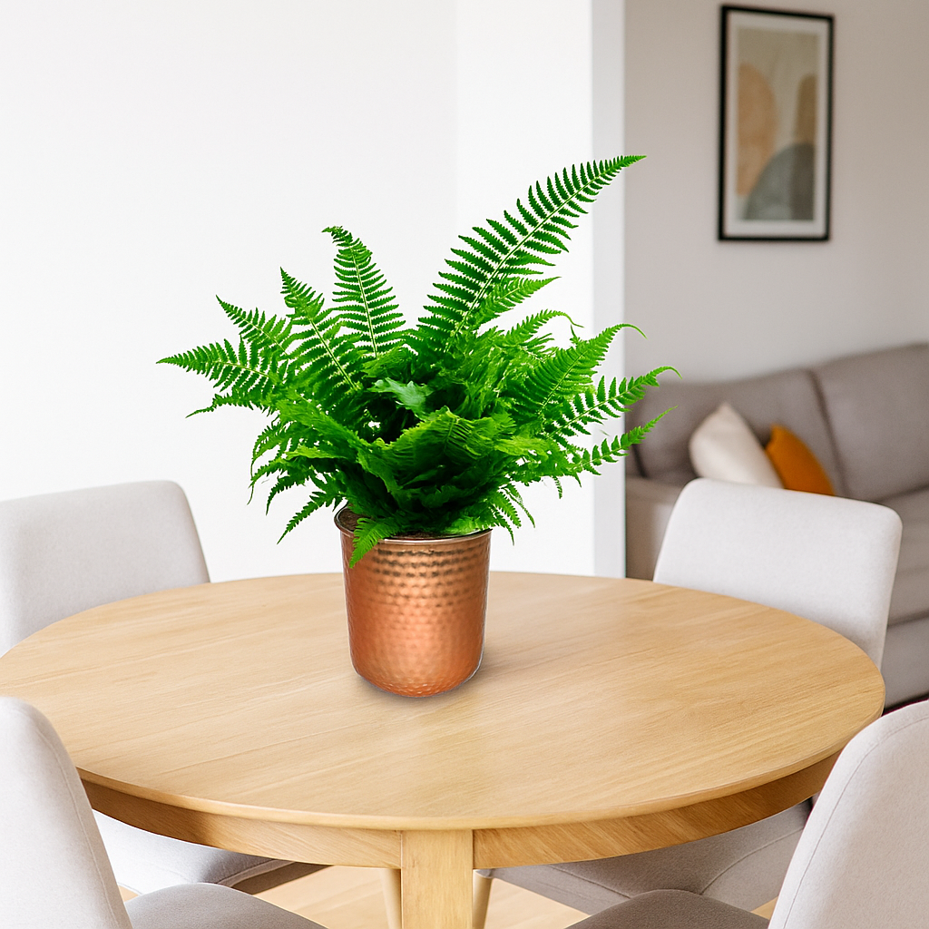 Porta Matera de Mesa Ashwin